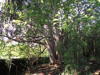 rco Cosentini-20110417 033